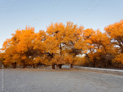 Asphalt road in golden populus euphratica trees in early morning, Ejina in the autumn. Landscape of the Populus euphratica scenic area in Ejina, Inner Mongolia, China.  photo