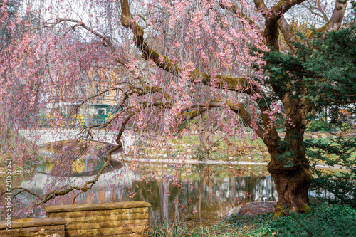 Spring cherry blossoms photo