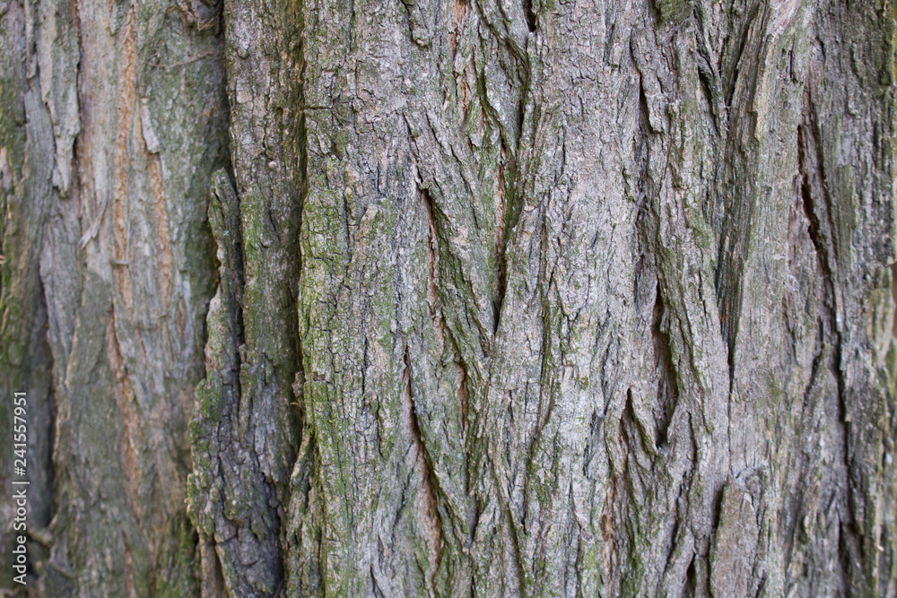Texture of the wood. Background tree bark Texture of the wood. Background tree bark