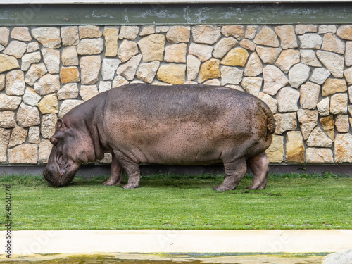 hippopotamus at the zoo eats grass