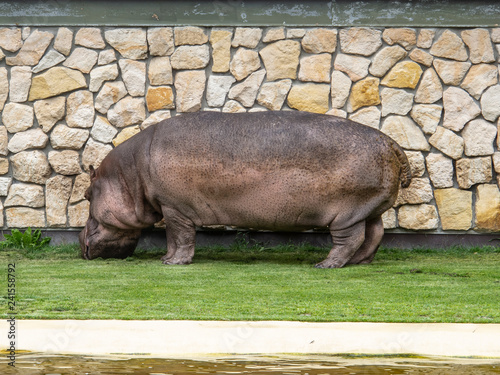 hippopotamus at the zoo eats grass