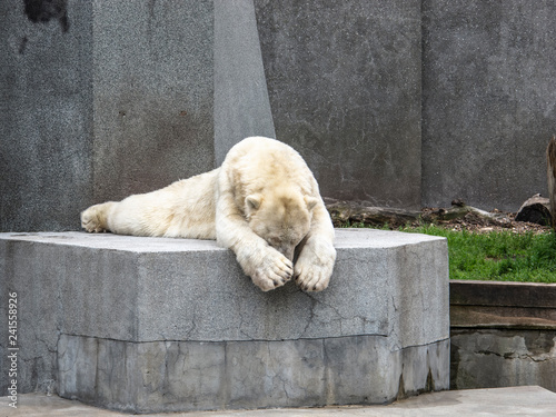 A polar bear rests on a stone