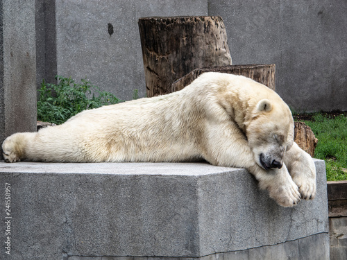 A polar bear rests on a stone photo