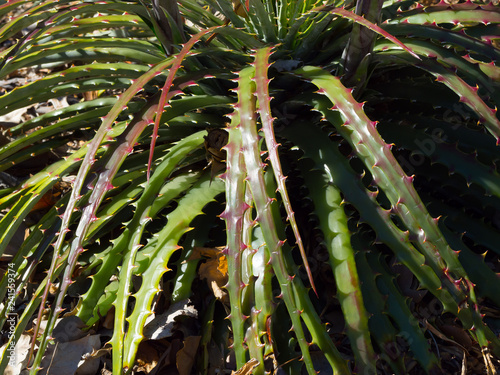 Close up leaves Dyckia microcalyx plant is a species in the genus Dyckia. This species is native to Argentina, Paraguay and Brazil. photo