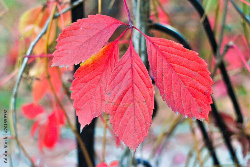 autumn leaves in sunlight autumn leaves in sunlight