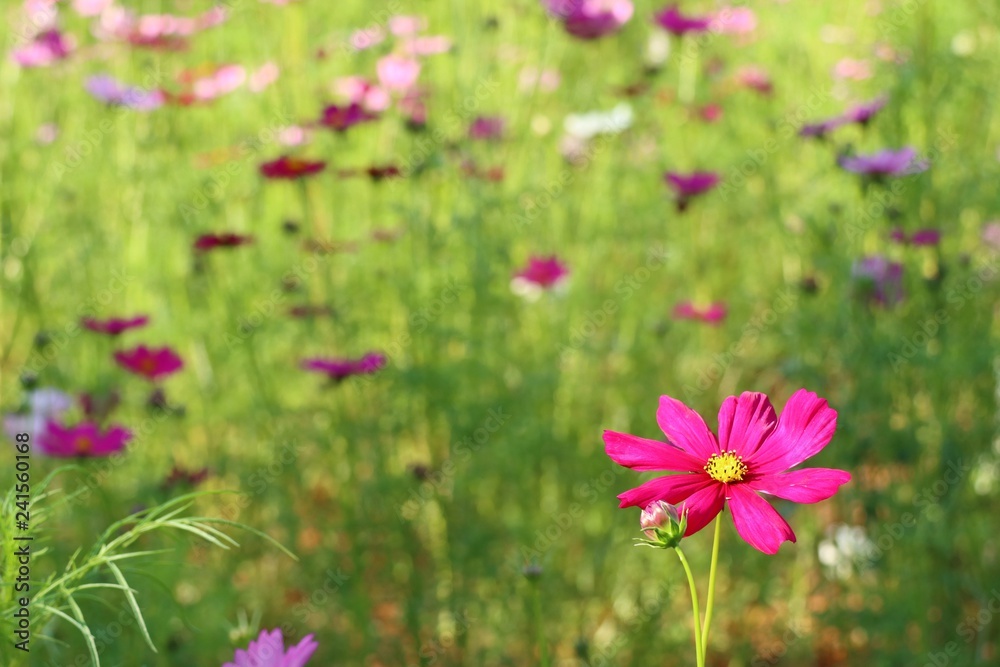 Obraz premium Cosmos flower in tropical