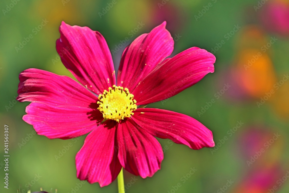 Obraz premium Cosmos flower in tropical