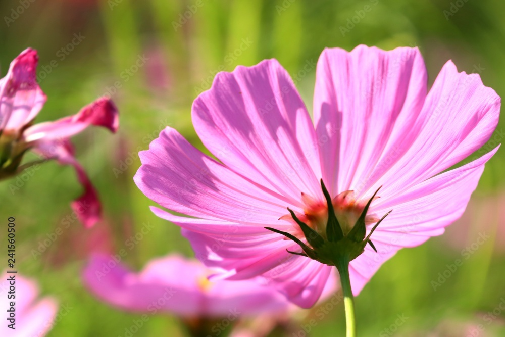 Cosmos flower in tropical