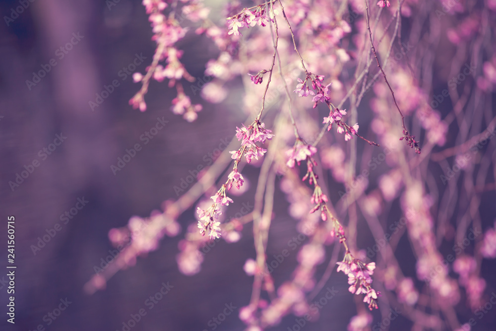 Spring cherry blossoms Spring cherry blossoms
