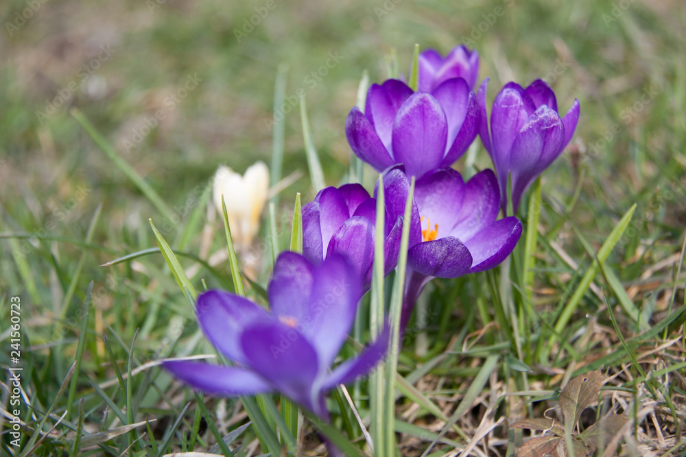krokus in den bergen krokus in den bergen