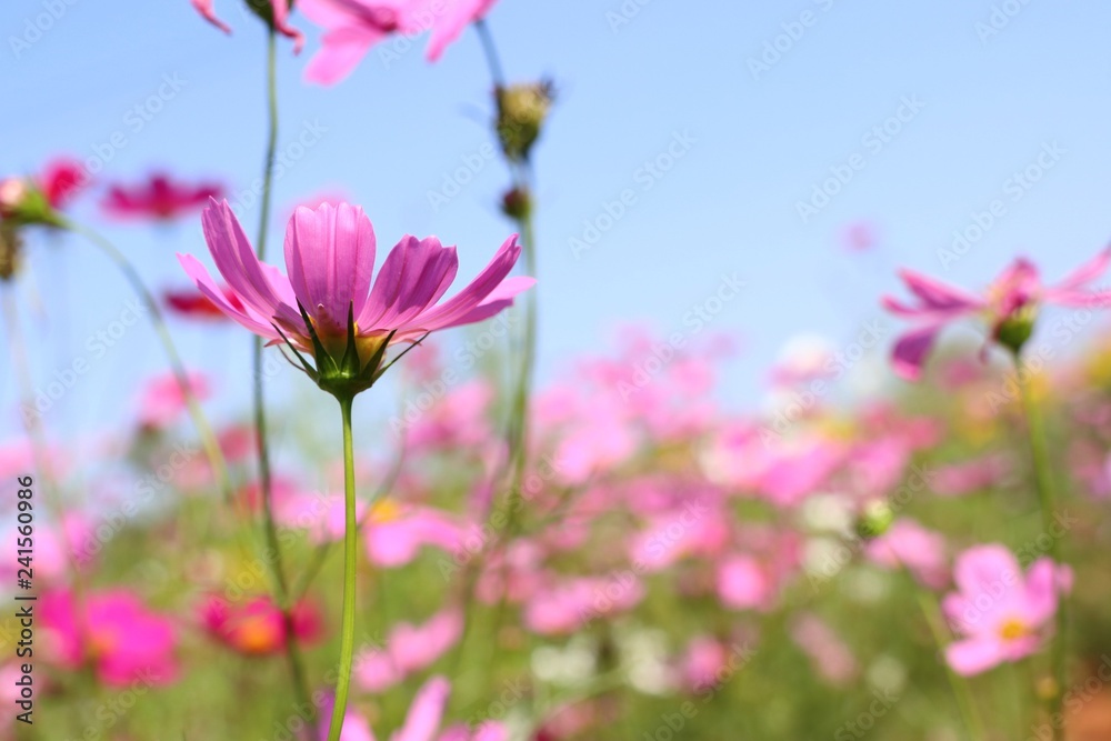 Cosmos flower in tropical