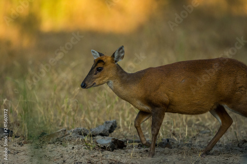 Fototapeta Naklejka Na Ścianę i Meble -  A barking deer from forest of central india at bandhavgarh tiger reserve