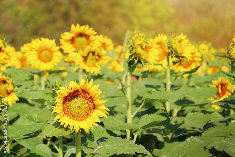 Fototapeta premium Sunflower field in tropical