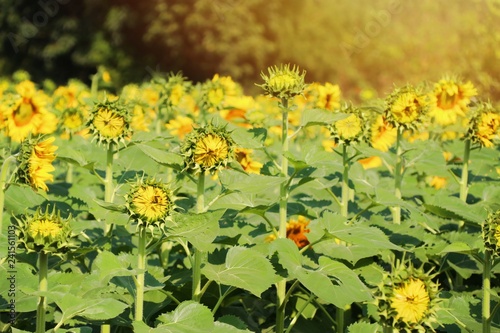Fototapeta Naklejka Na Ścianę i Meble -  Sunflower field in tropical