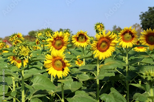 Sunflower field in tropical