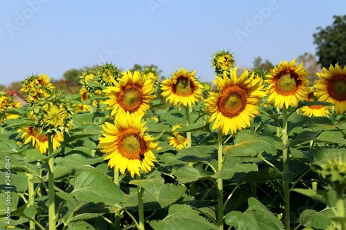 Fototapeta Naklejka Na Ścianę i Meble -  Sunflower field in tropical