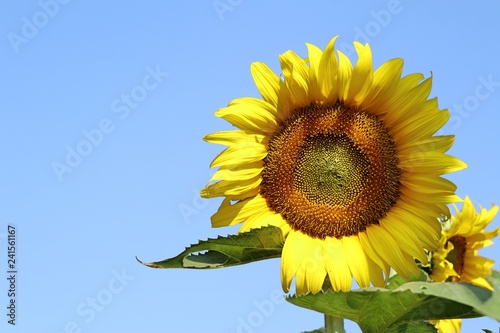 Fototapeta Naklejka Na Ścianę i Meble -  Sunflower field in tropical
