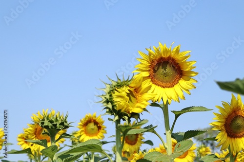 Fototapeta Naklejka Na Ścianę i Meble -  Sunflower field in tropical