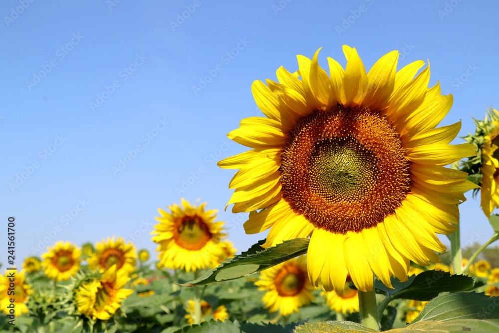 Sunflower field in tropical