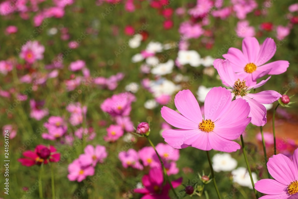 Cosmos flower in tropical Cosmos flower in tropical