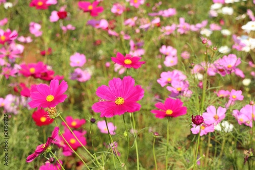 Cosmos flower in tropical