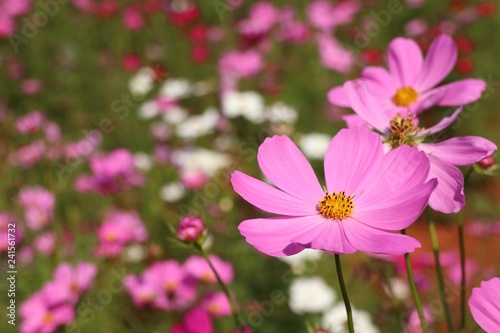 Cosmos flower in tropical