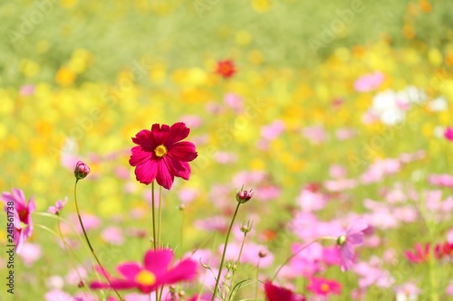 Cosmos flower in tropical