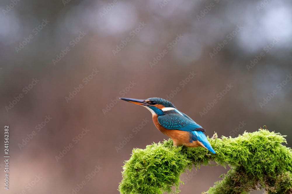 Naklejka premium Juvenile Female Kingfisher