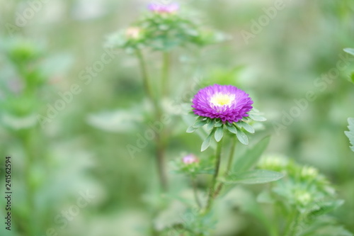 close up flower in nature