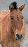 Przewalski's horse's head. Latin name - Equus przewalskii