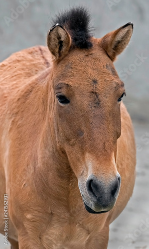 Przewalski s horse s head. Latin name - Equus przewalskii