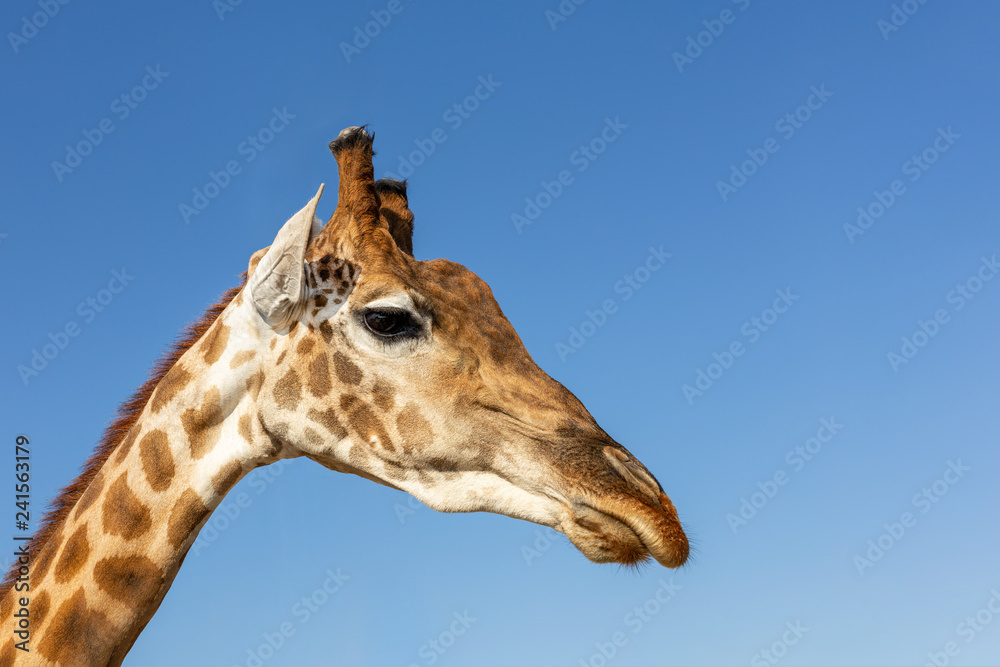 Close-up african wild giraffe head with blue sky on background Close-up african wild giraffe head with blue sky on background