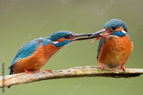 Two common kingfishers, alcedo atthis passing a fish one to another. Animal romantic couple sitting close together on a branch. Colorful wildlife scenery with birds.