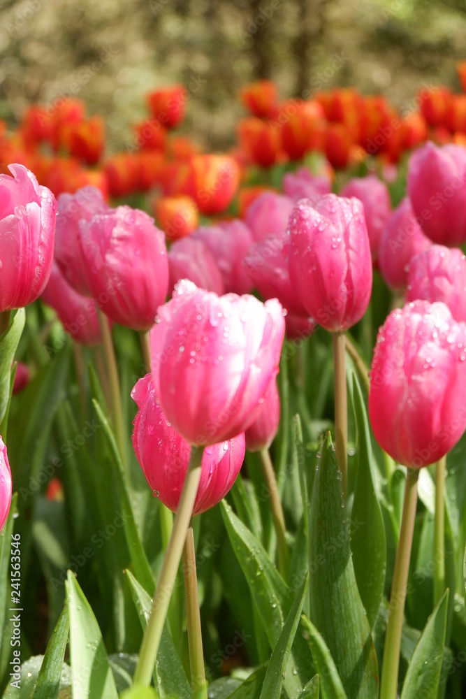pink tulip garden and flower background pink tulip garden and flower background