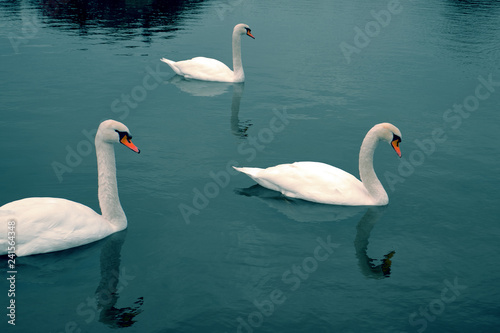 Gorgeous swans at the deep blue alps lake