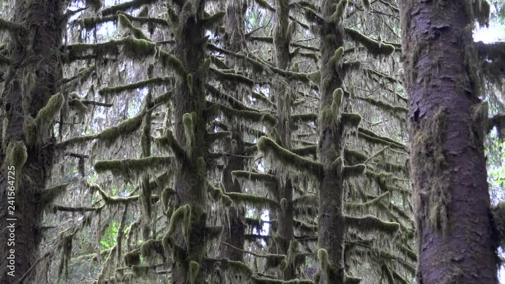 spruce tree branches covered in moss at hoh rainforest in the olympic national park of the us pacific northwest spruce tree branches covered in moss at hoh rainforest in the olympic national park of the us pacific northwest