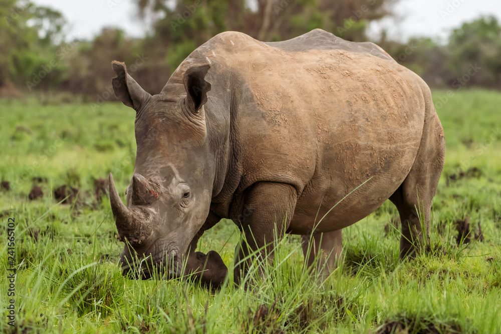 White rhinoceros (Ceratotherium simum) with calf in natural habitat, South Africa White rhinoceros (Ceratotherium simum) with calf in natural habitat, South Africa