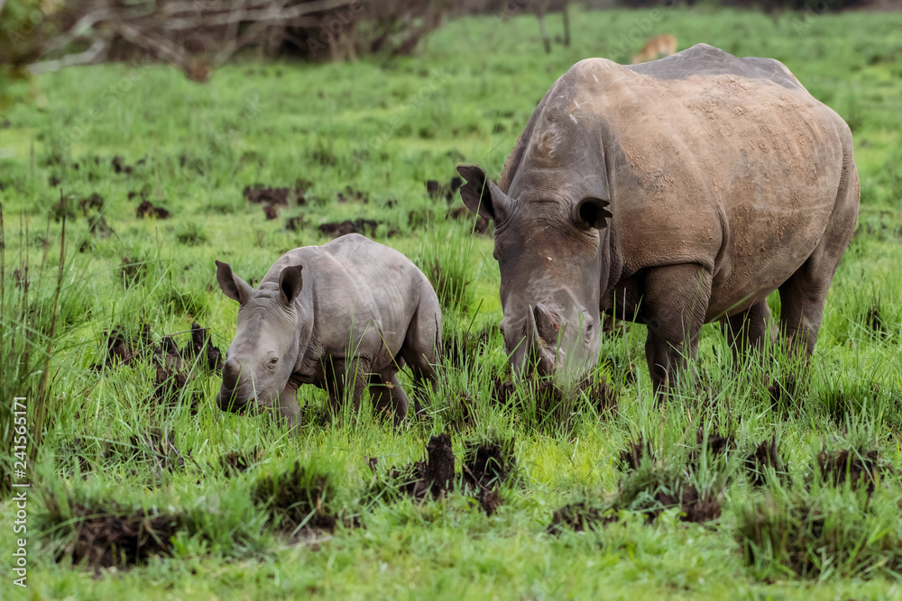 White rhinoceros (Ceratotherium simum) with calf in natural habitat, South Africa White rhinoceros (Ceratotherium simum) with calf in natural habitat, South Africa