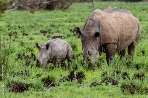 White rhinoceros (Ceratotherium simum) with calf in natural habitat, South Africa