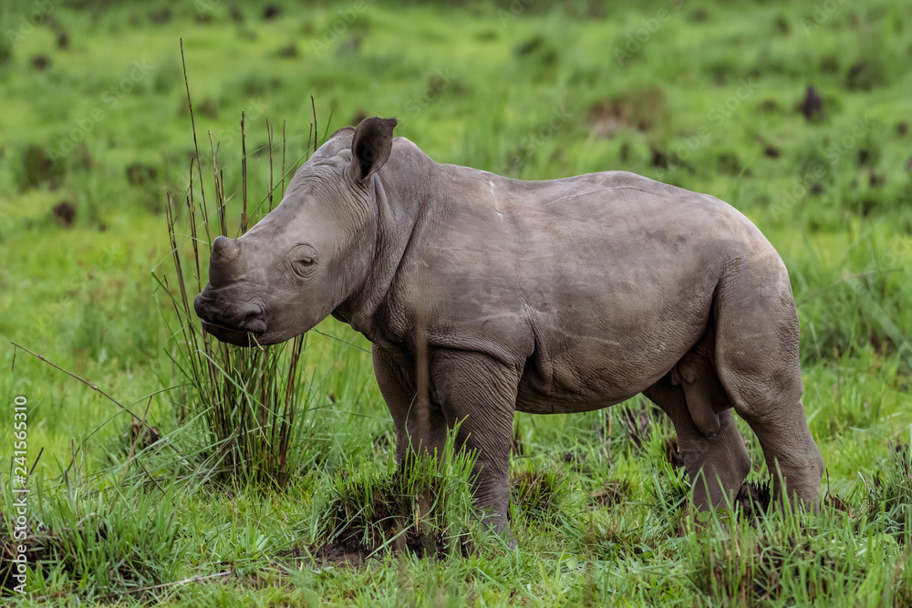 Fototapeta premium White rhinoceros (Ceratotherium simum) with calf in natural habitat, South Africa