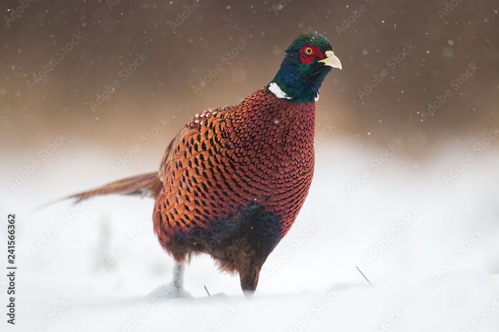 Male common pheasants, Phasianus colchicus. walking through a snow in winter. Wild bird in frosting cold weather surrounded by falling snowflakes. Cold wildlife scenery.