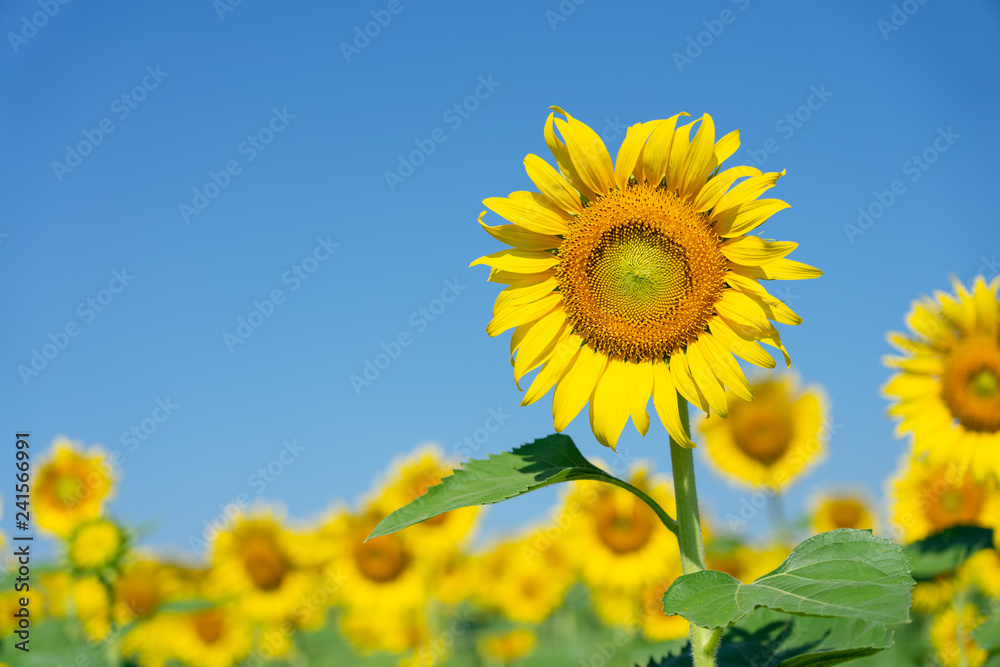 Sunflower (Helianthus annuus). Sunflower blooming in the middle of the sunflower plantation Blaze in the background, bright sky Sunflower (Helianthus annuus). Sunflower blooming in the middle of the sunflower plantation Blaze in the background, bright sky