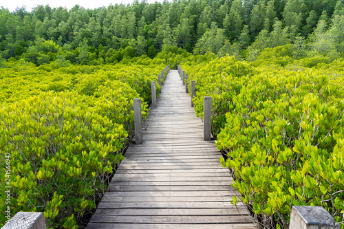 mangrove forest (Ceriops decandra) Also known as the Golden Meadow Prong destinations of Rayong, Thailand is a natural shoreline.