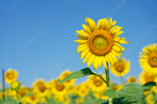 Sunflower (Helianthus annuus). Sunflower blooming in the middle of the sunflower plantation Blaze in the background, bright sky