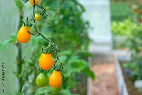 Ripe yellow tomatoes on a branch in a greenhouse. Growing organic vegetables in the city garden