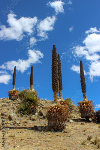 Puyas de Raymondi  photo