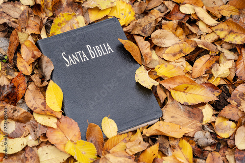 Holy Bible. Bible closed on top of fallen autumn leaves.