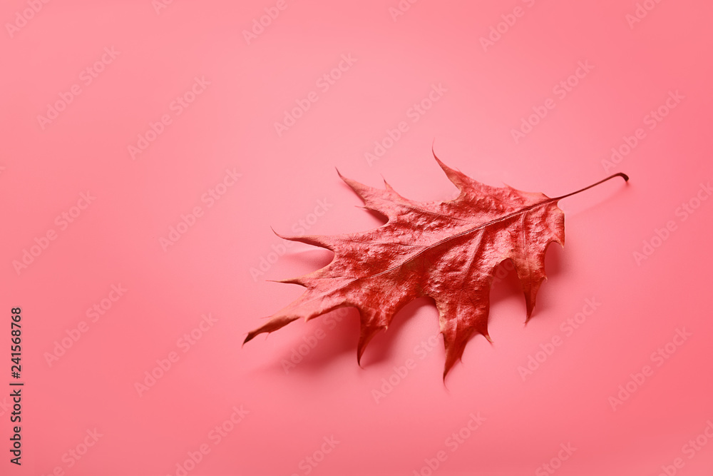 Obraz premium Autumn leaf on coral background