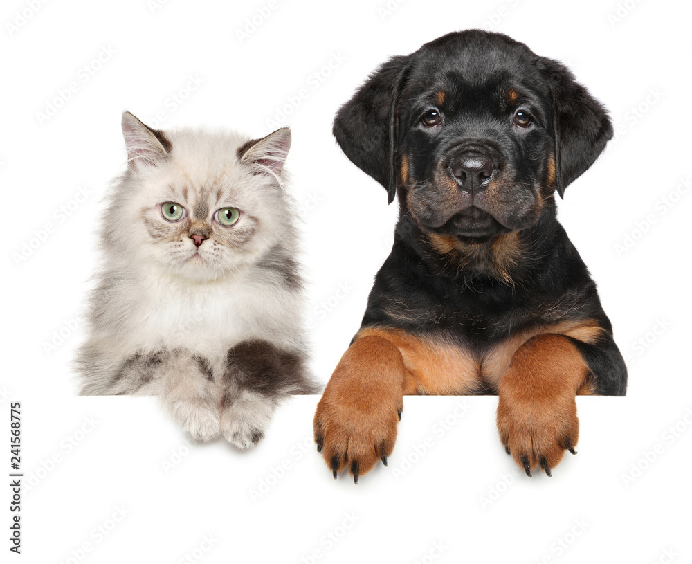Obraz premium Kitten and Puppy above banner