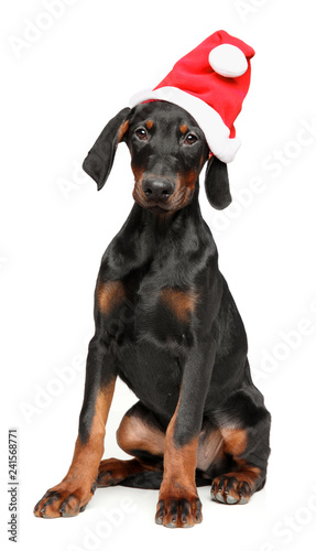 German Pinscher in Santa red hat on white